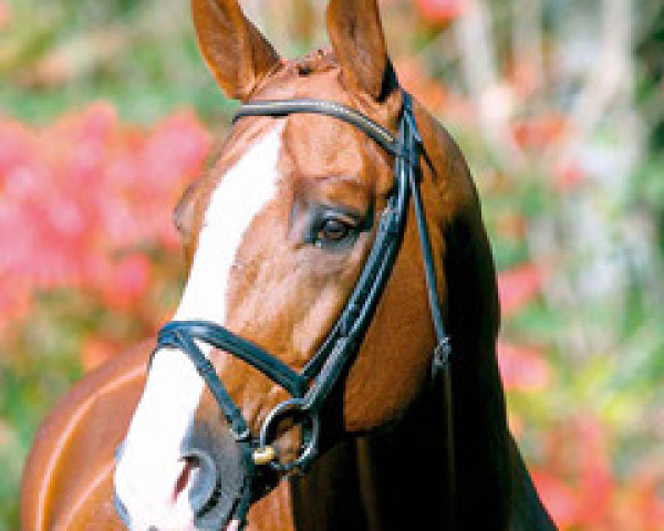 dressage horse Wie Weltmeyer (Hanoverian, 1990, from Weltmeyer)