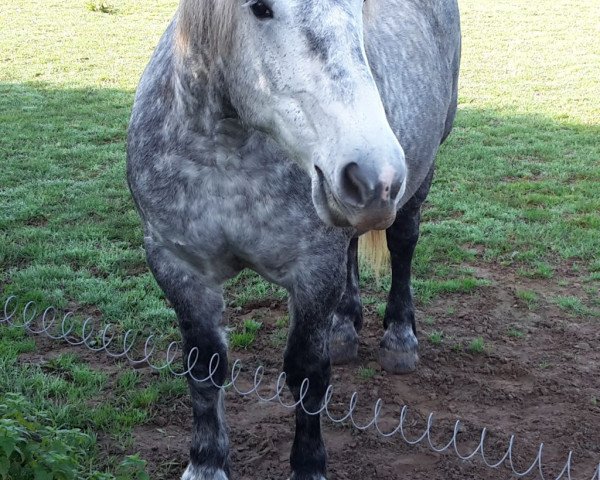 Springpferd Bonnanza de Lavandau (Percheron, 2011)