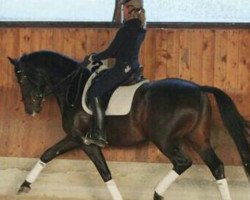 dressage horse Söhnlein Brillant 5 (Hanoverian, 2011, from Swarovski)