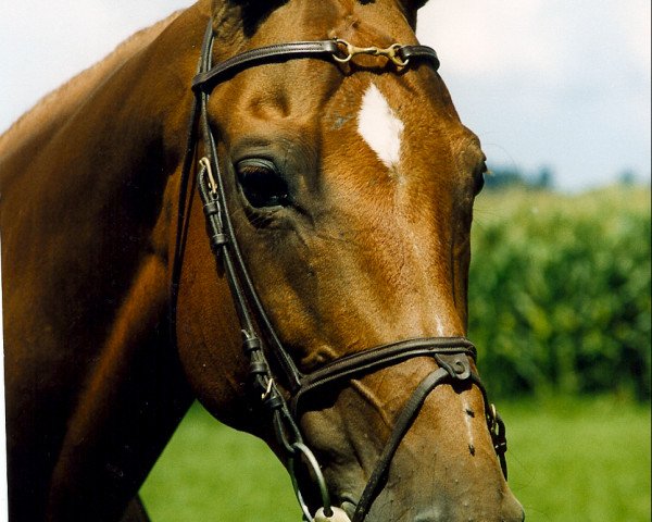 broodmare Sarah (Brandenburg, 1990, from Osterbote)