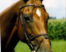 broodmare Sarah (Brandenburg, 1990, from Osterbote 1462)