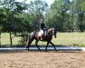 dressage horse Desert Diamond (Hanoverian, 2010, from Don Frederico)