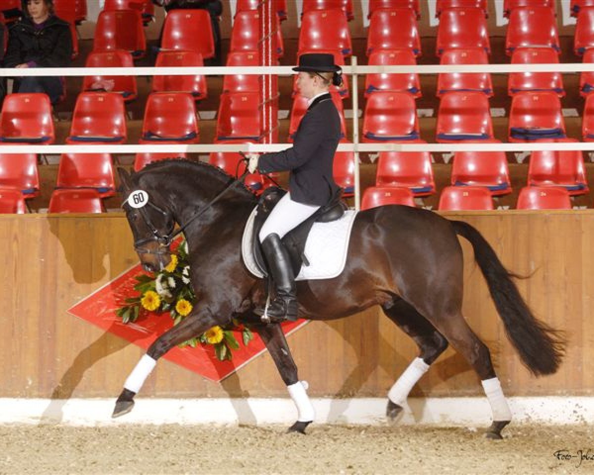 stallion Trentino (German Riding Pony, 2002, from Timberland)