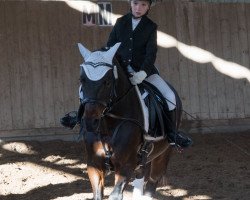 dressage horse Schoensgreen Malinka (German Riding Pony, 2006, from Black Horse 2)