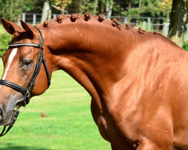 stallion Mendelsohn (Trakehner, 2006, from Hercules)