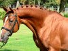 stallion Mendelsohn (Trakehner, 2006, from Hercules)