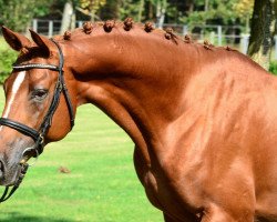 Deckhengst Mendelsohn (Trakehner, 2006, von Hercules)