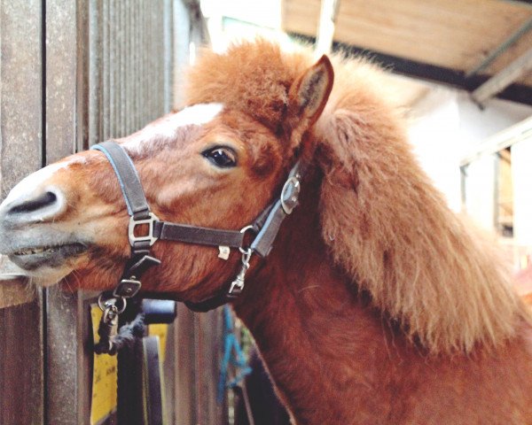 broodmare Stella von Chemnitz (Iceland Horse, 2003, from Risi vom Schloß Neubronn)