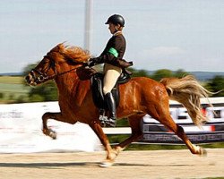 stallion Sjóli von Chemnitz (Iceland Horse, 2002, from Spori vom Schloss Neubronn)