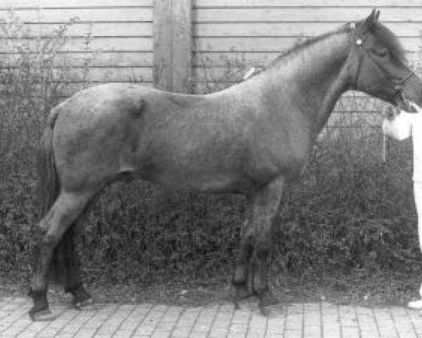 dressage horse Van de Arenbosch Cliff (Connemara Pony, 1973, from Glenree Bobby)