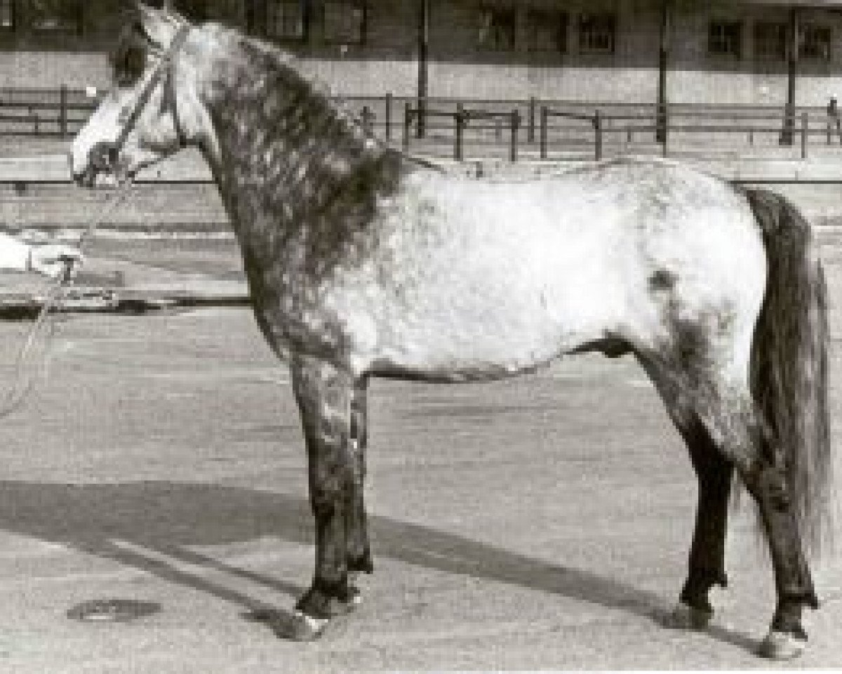 Deckhengst Ocean Wind (Connemara-Pony, 1967, von Rebel Wind)