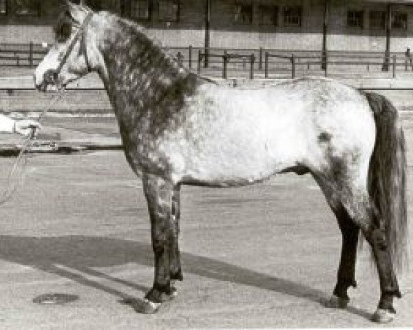 stallion Ocean Wind (Connemara Pony, 1967, from Rebel Wind)