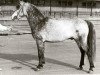 Deckhengst Ocean Wind (Connemara-Pony, 1967, von Rebel Wind)