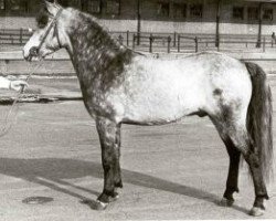 Deckhengst Ocean Wind (Connemara-Pony, 1967, von Rebel Wind)