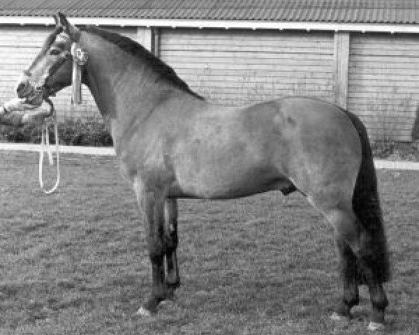 stallion Moonstone (Connemara Pony, 1972, from Rough Diamond I)