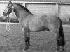 stallion Moonstone (Connemara Pony, 1972, from Rough Diamond I)