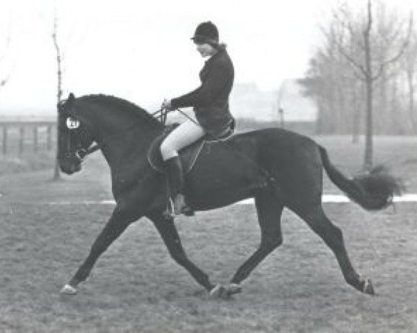 dressage horse Pep's Mount Patrick (Connemara Pony, 1978, from Van de Arenbosch Davey)