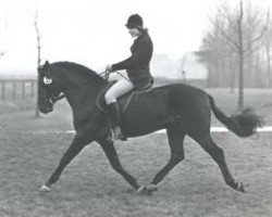 Dressurpferd Pep's Mount Patrick (Connemara-Pony, 1978, von Van de Arenbosch Davey)