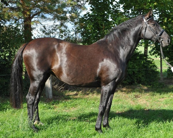 broodmare Concetta (Hanoverian, 2004, from Concetto I)