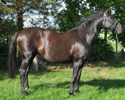 broodmare Concetta (Hanoverian, 2004, from Concetto I)