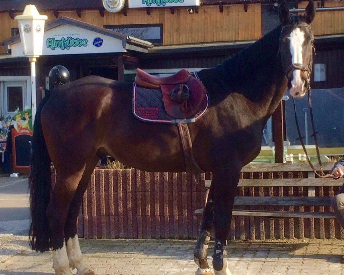 Springpferd Argento 9 (Westfale, 2005, von Argent)