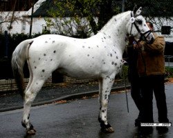 horse Hadrian af Coco (Knabstrupper, 2006, from Haldor af Coco)