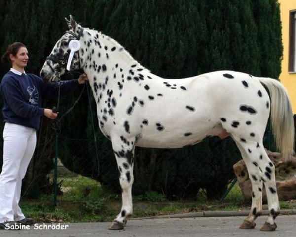 dressage horse Karneol (Knabstrupper, 2007, from Kristobal af Coco)