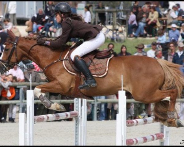 Pferd Milford de Grangues (Französisches Pony, 2000, von Shining Starr Aristo)