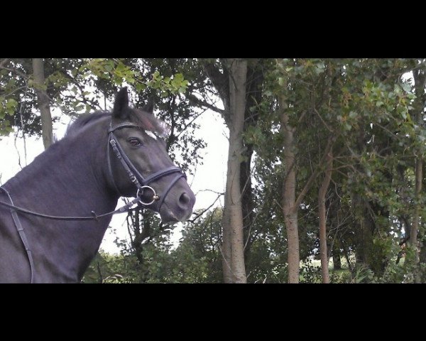 Dressurpferd Marcello 100 (New-Forest-Pony, 1992, von Marlino)