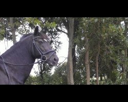 dressage horse Marcello 100 (New Forest Pony, 1992, from Marlino)