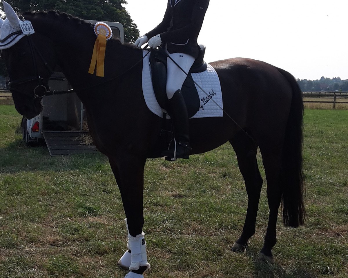 dressage horse St. Moritz WS (Oldenburg, 2009, from San Amour I)