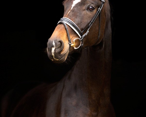 broodmare Royal Girl (Hanoverian, 2006, from Royal Blend)