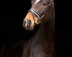 broodmare Royal Girl (Hanoverian, 2006, from Royal Blend)