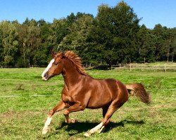 dressage horse Hansi Hinterseer (Hanoverian, 2005, from His Highness)