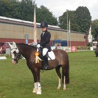 dressage horse Nino 313 (German Riding Pony, 2012, from Nino)