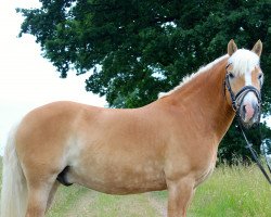 Pferd Dacapo van de Delestino (Haflinger, 2004, von liz. 101/T Amadeus)