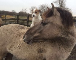 Dressurpferd Mogli (Shetland Pony, 2013, von Isaak)