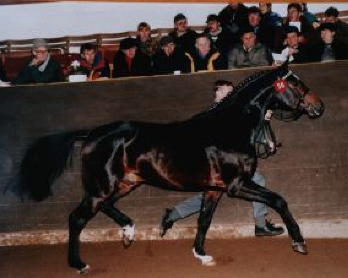 Deckhengst Planitz (Thüringer, 1995, von Pius)