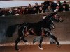 stallion Planitz (Thuringia, 1995, from Pius)