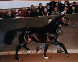 stallion Planitz (Thuringia, 1995, from Pius)