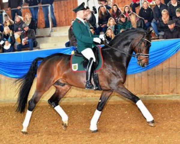 stallion Fürstenstern 3 (Hanoverian, 2009, from Fürst Romancier)