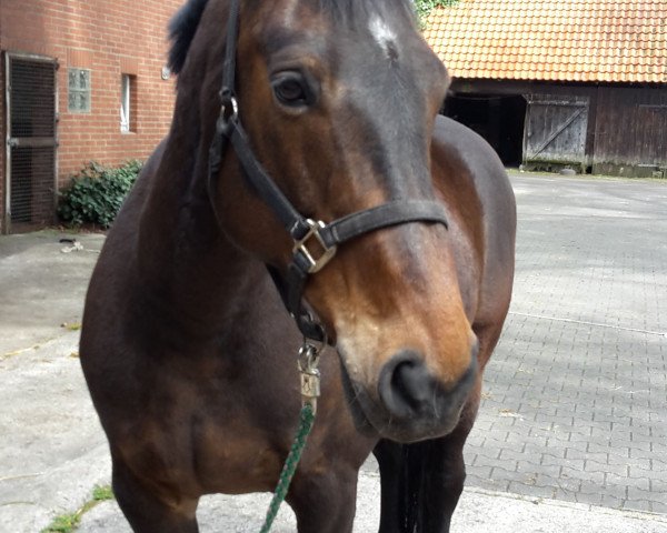 broodmare Aranita (German Warmblood, 2000, from Versson)