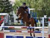 jumper Horse Gym's Quidams Boy (Holsteiner, 2010, from Quidam de Revel)