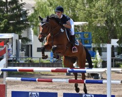 Springpferd Horse Gym's Quidams Boy (Holsteiner, 2010, von Quidam de Revel)