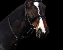 jumper Contigo 46 (Hanoverian, 2006, from Contendro I)