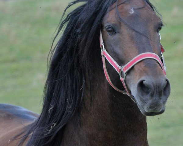 horse Carusel (Andalusier, 2002)