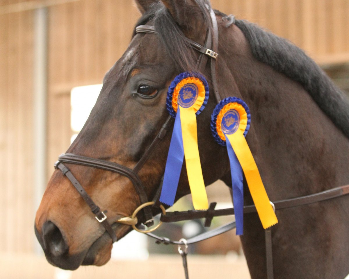 jumper Patron II (German Sport Horse, 2003, from Paparazzo)