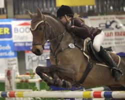 jumper Dominant 117 (German Riding Pony, 2000, from Dino B)