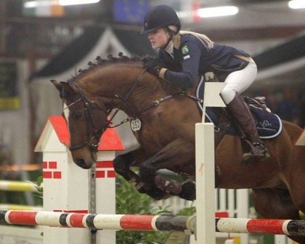 stallion Joop 18 (Danish Reitpony, 1999, from Jimmy)