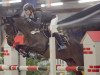 jumper Macchiato 13 (German Riding Pony, 2005, from FS Maracaibo)